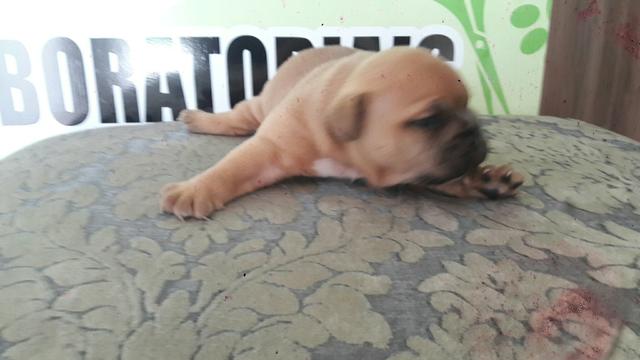 Filhote de cachorro - Foto 3