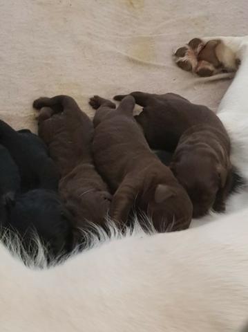 Labrador machos e fêmeas disponíveis!! assistência veterinaria gratuita