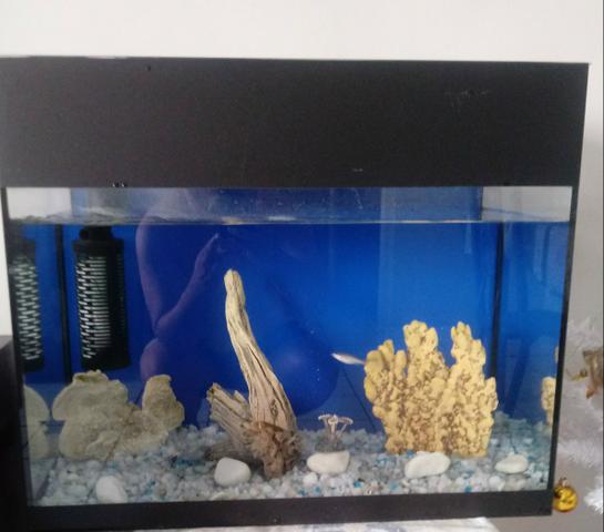 Vende-se Lindo Aquário
