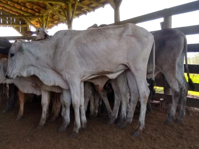Vendo lote de terneiro