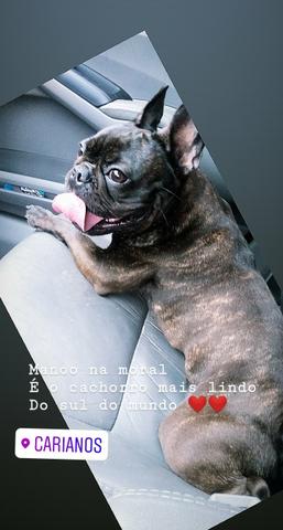 Procura se namorada pra Buldogue