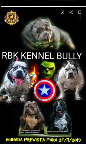 Pitbull Blu Noses Macho