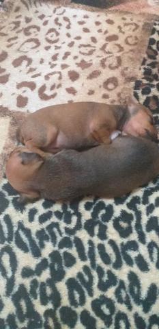Pinther(cachorro)300 reais - Foto 3