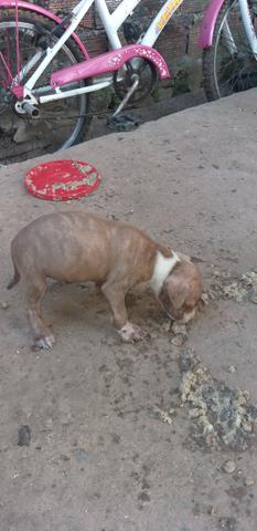 Pitbul
