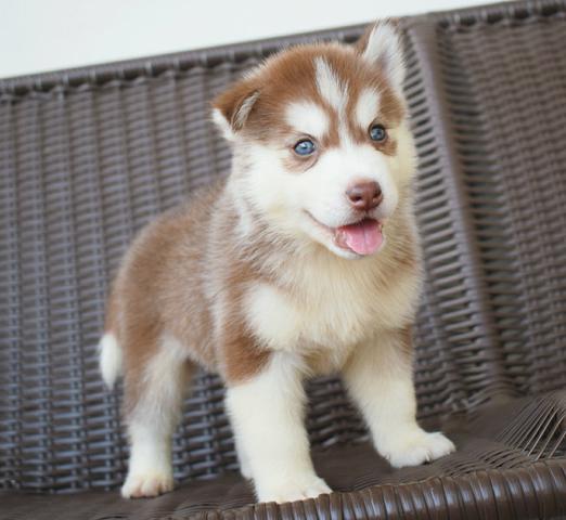 Vendo filhote de Husky Siberiano com pedigree - Foto 6