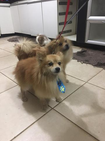 Spitz alemão (lulu da pomerania) - Foto 4