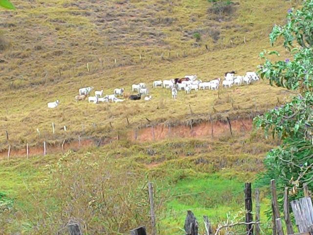 Fazenda Muito Boa na Região Veja a Descrição - Foto 10