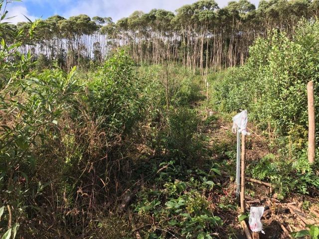 (Torro) Chácara em Bocaiuva do sul com 2.000 m² - Foto 9