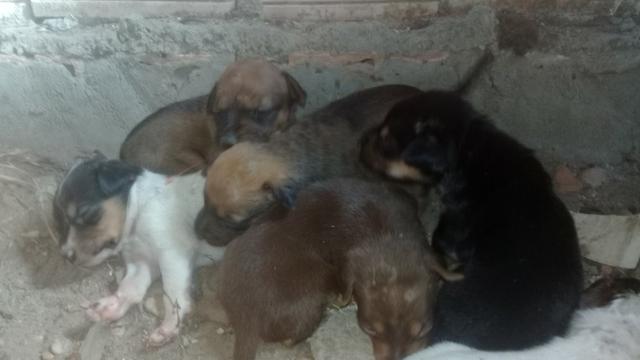 Cachorrinhos - Foto 3