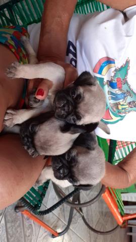 Vende-se três Pug - Foto 3
