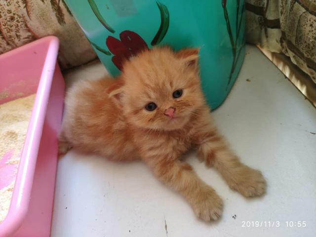 Gato persa filhotes - Foto 2