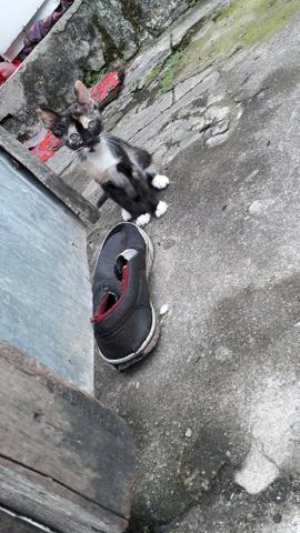 Gata para adoção - Foto 3