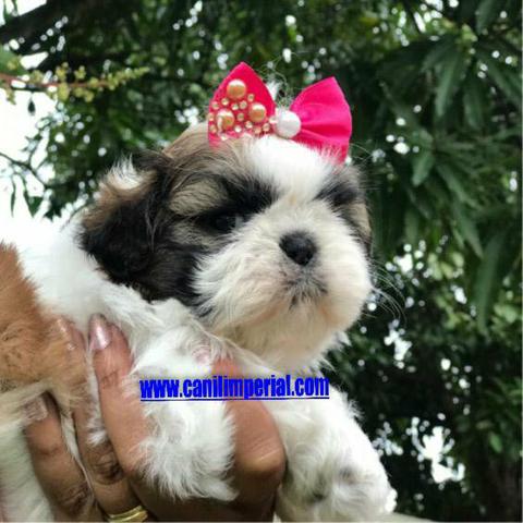 Aqui os melhores Shih Tzu Documentados - Foto 6