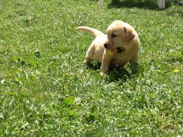 Labrador chocolate/amarelo/preto, machos e fêmeas com garantias e suportes exclusivos! - Foto 3
