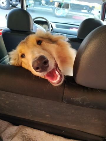 Vende-se Rough Collie fêmea R$ 1500,00 - Foto 4