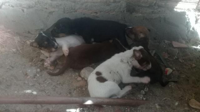 Cachorrinhos