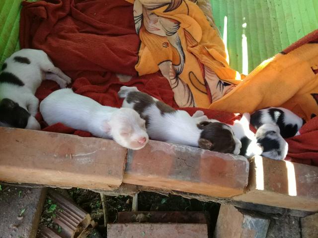 Vendo filhotes de poodle mãe e pai nas fotos - Foto 2