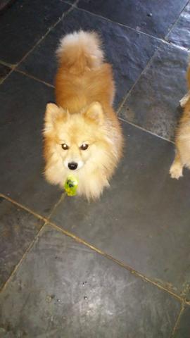 Spitz alemão (lulu da pomerania) - Foto 3