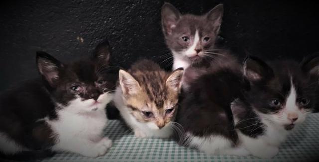 Gatinhos Para Doação - Foto 3