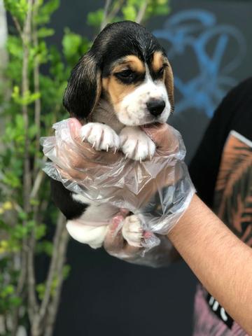 Beagle 13 polegadas, bicolor e tricolor, com suporte veterinário gratuito - Foto 4