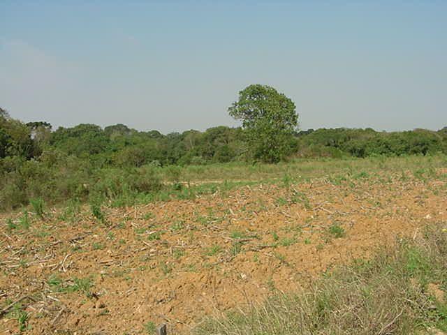 Terreno à venda em Sabiá, Araucária cod:7227-MORO