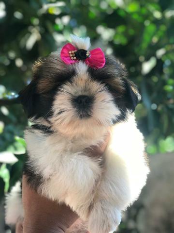 Microchipados Atestado de Saúde e Pedigree grátis Shih Tzu - Foto 5
