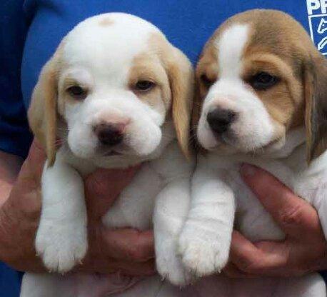 Beagle Filhotes Recibo Garantia Pedigree - Foto 4