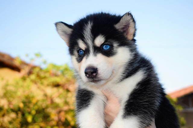 Vendo filhote de Husky Siberiano com pedigree