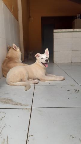 Filhotes de husky siberiano - Foto 3
