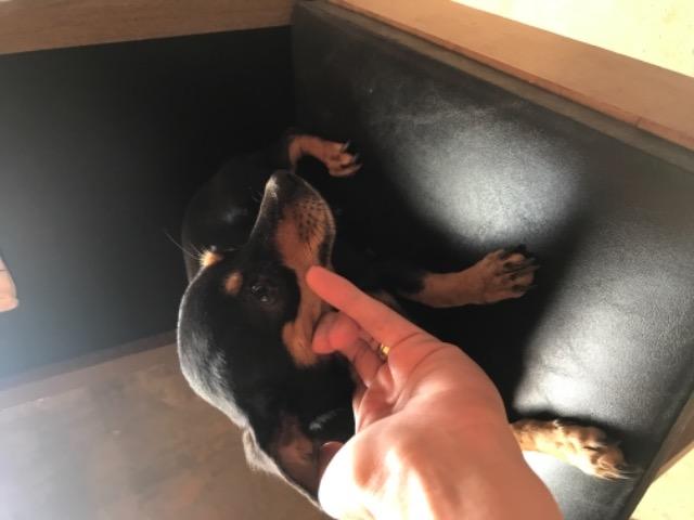Vendo ou troco Filhote de pinscher, nascem em dezembro troco em Chow Chow - Foto 4
