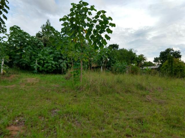 Chácara 2.500 m² - morungava - gravataí - rs - Foto 17