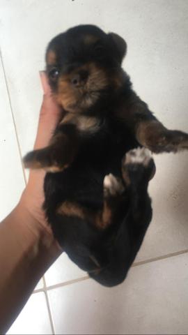 Cachorro Yorkshire Porte 1