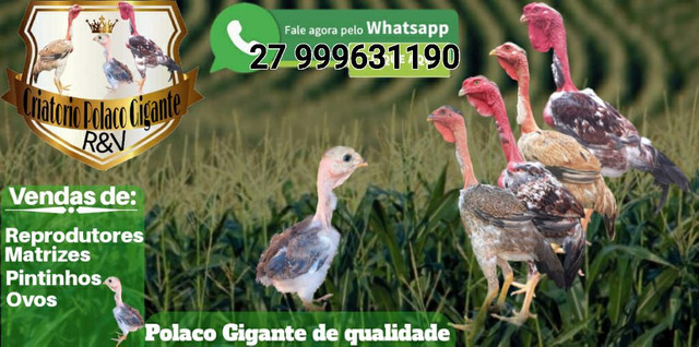 Polacas