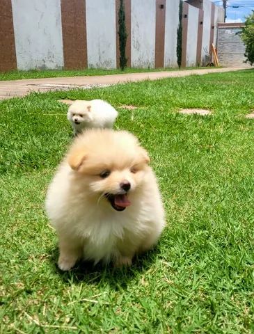 Spitz Alemão anão fêmea - Lulu da Pomerânia - 12x sem juros - - Foto 5