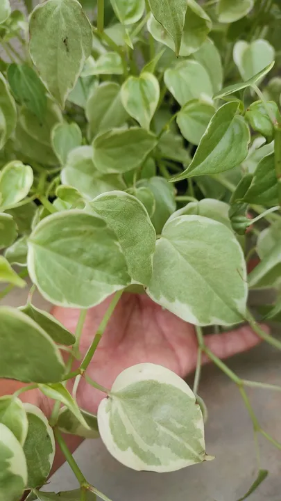 Planta verde com folhas variegadas