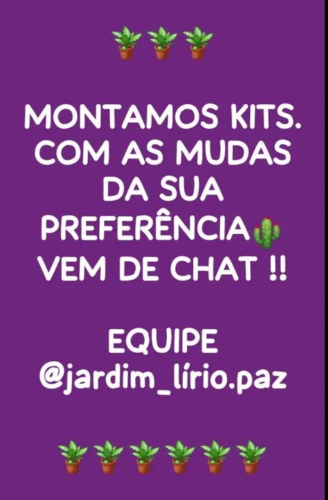 1 MUDA DE CRÓTON CANARINHO - Foto 2