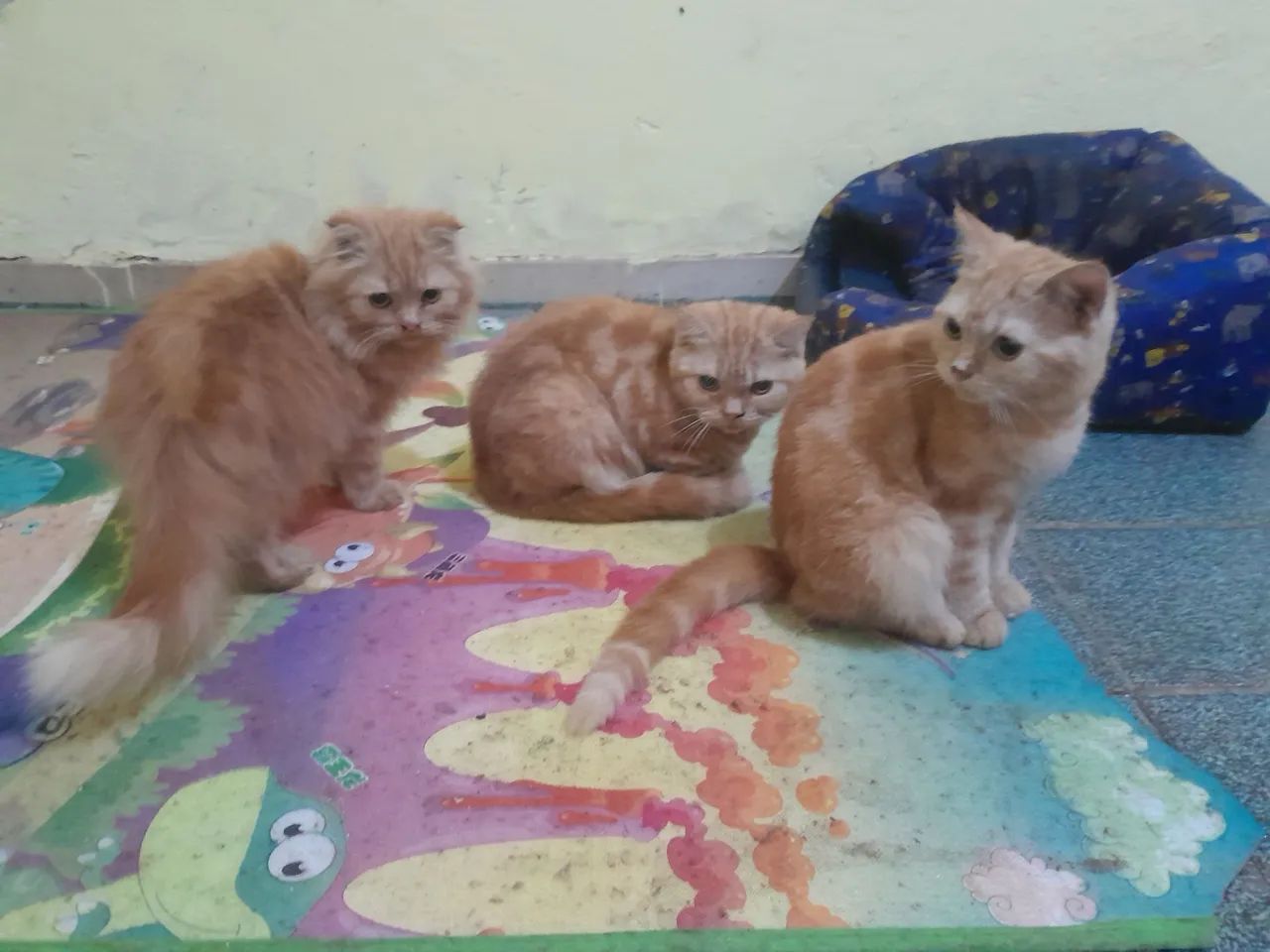 Filhotes Scottish Fold e Scottish Straight  - Foto 5