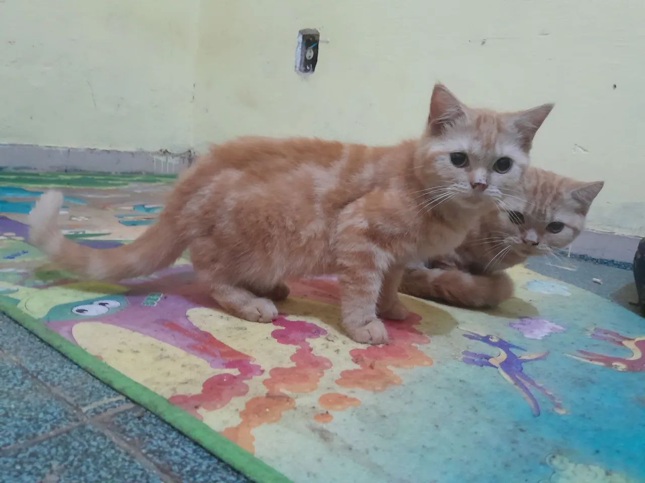 Filhotes Scottish Fold e Scottish Straight  - Foto 2