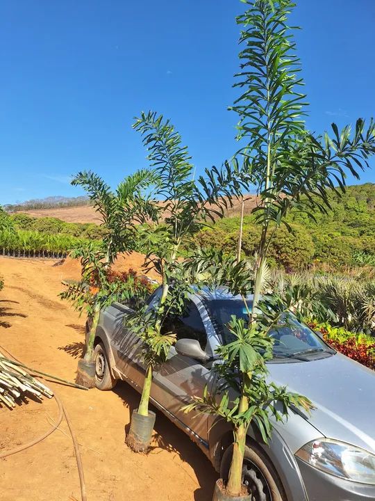 Palmeira rabo de raposa 3 mts - Foto 3