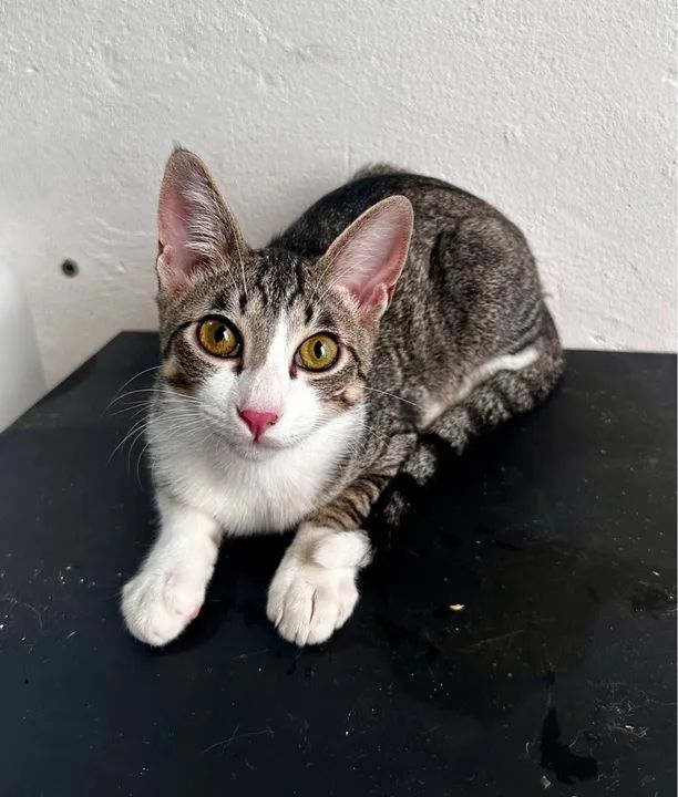 Gatinho lindo disponível para adoção!