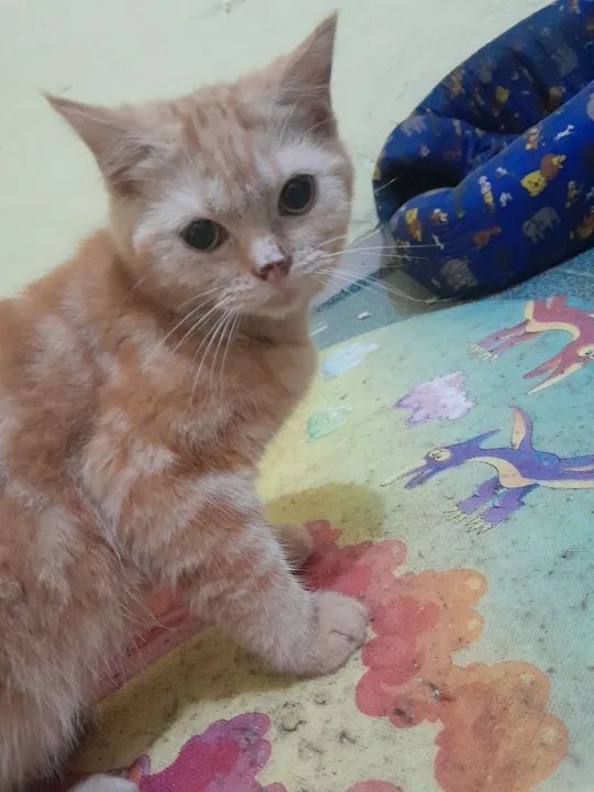 Filhotes Scottish Fold e Scottish Straight  - Foto 3