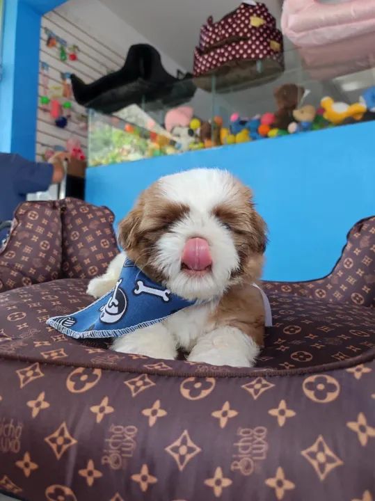 Shih tzu macho branco e caramelo linhagem chocolate $1.100,00 - Foto 3