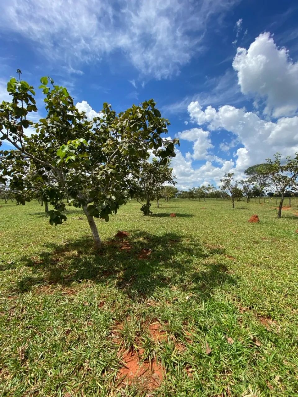 Vendo pé de pequi  - Foto 3