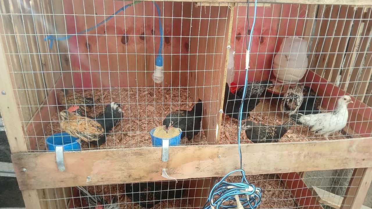 Pintinho garnize  - Foto 2