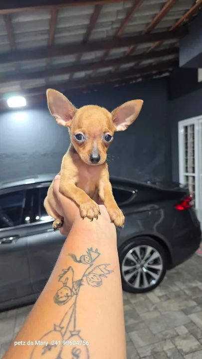 Pinscher  machinho zero  - Foto 3