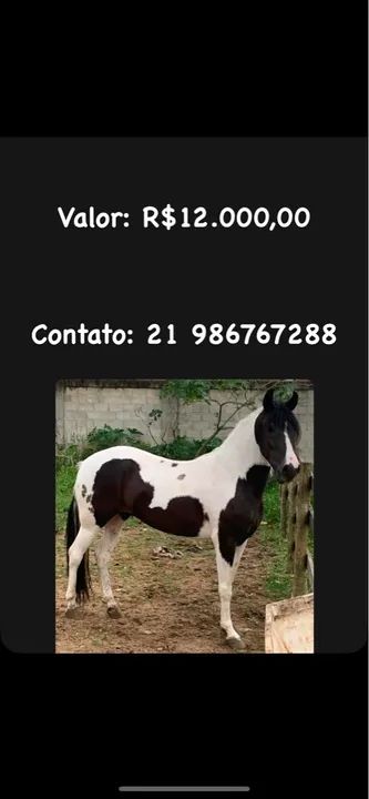 Cavalo Mangalarga Machador - Foto 3