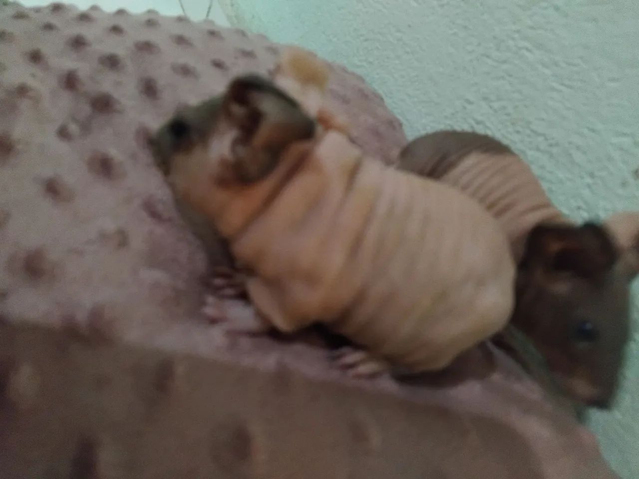 Porquinho da india skinny  - Foto 3