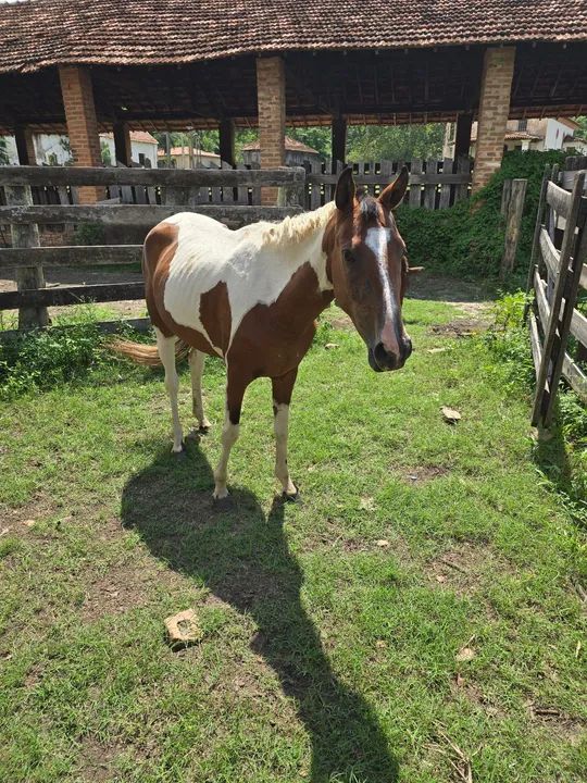 Vendo egua pampa ... maquinaaaa