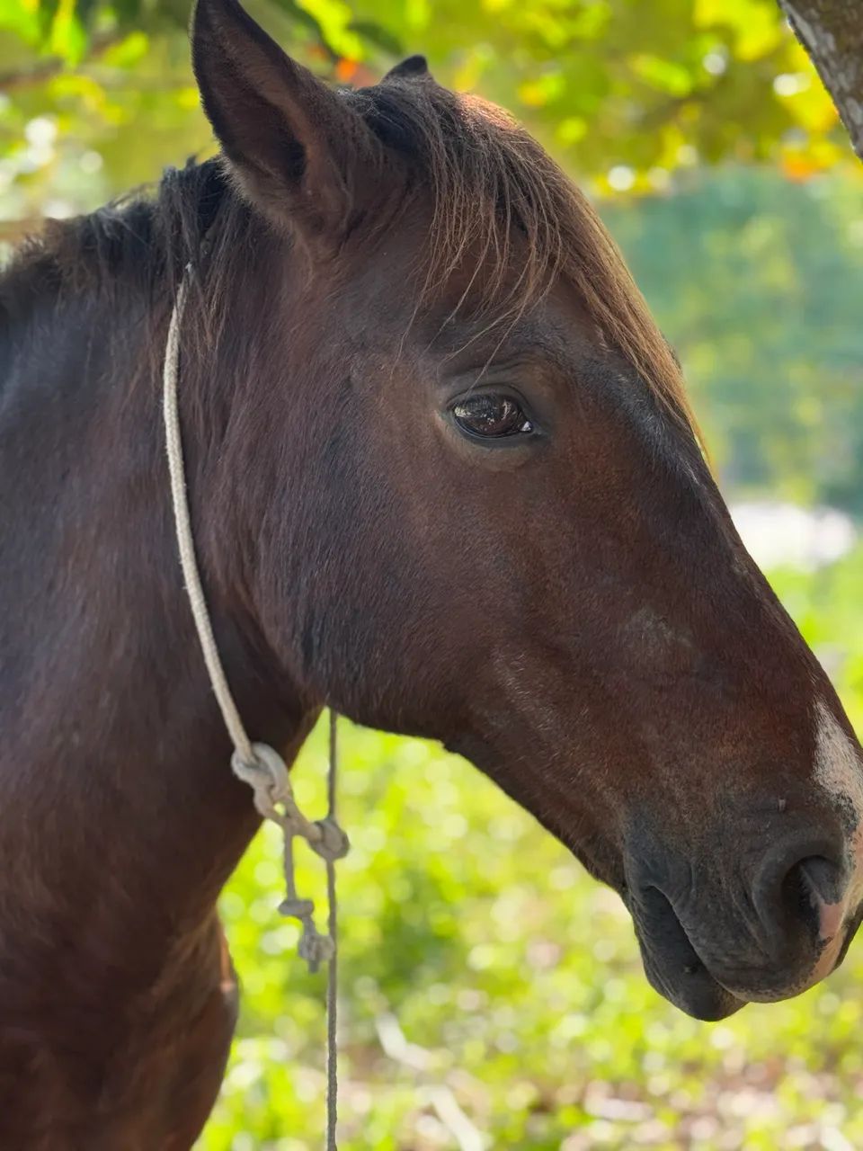 VENDO ou TROCO cavalo macho  - Foto 4