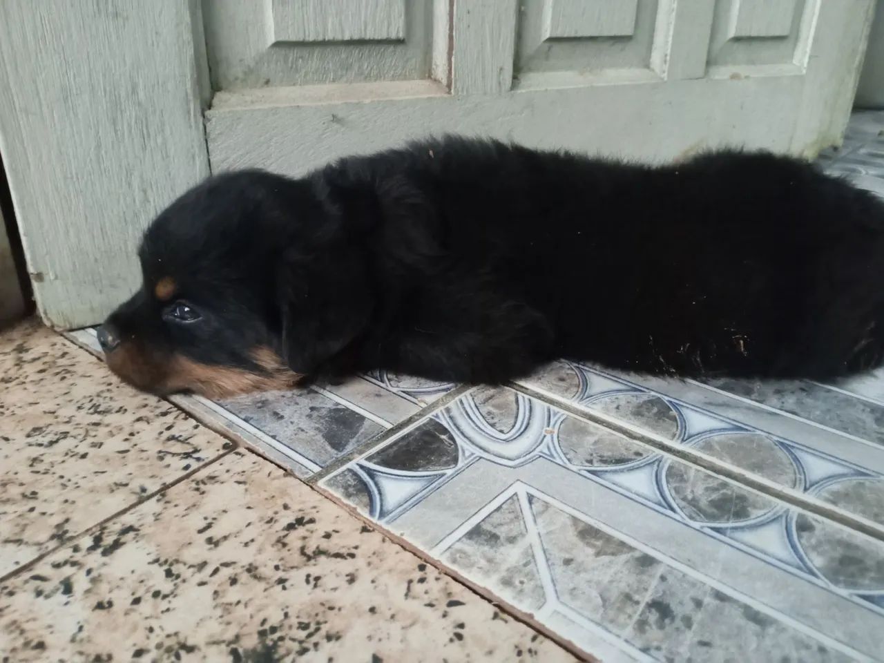 Rottweiler  - Foto 3